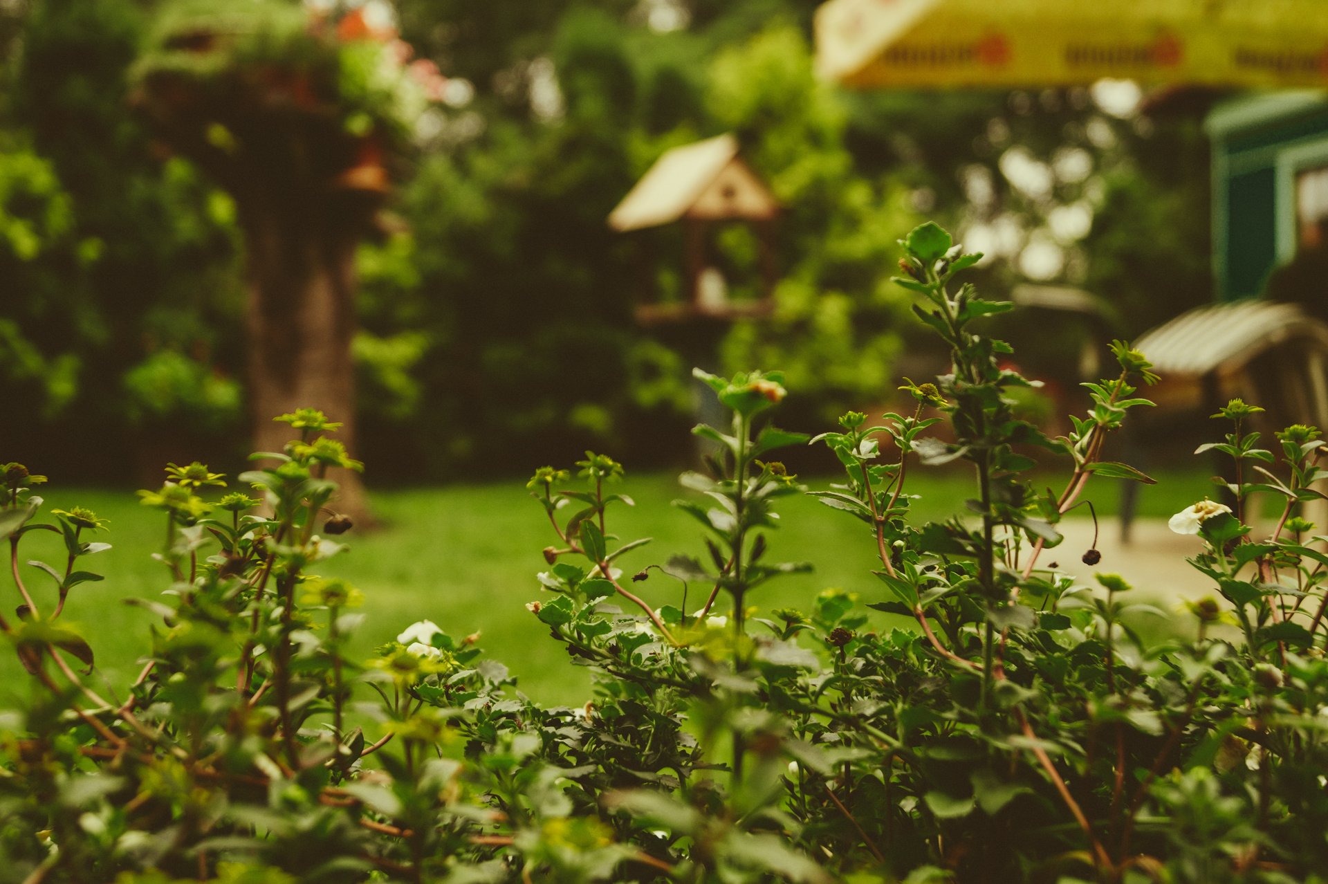 Un giardino.
